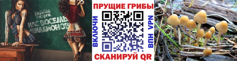 blacksprut зеркало  Полысаево  Галлюциногенные грибы GOLDEN TEACHER 